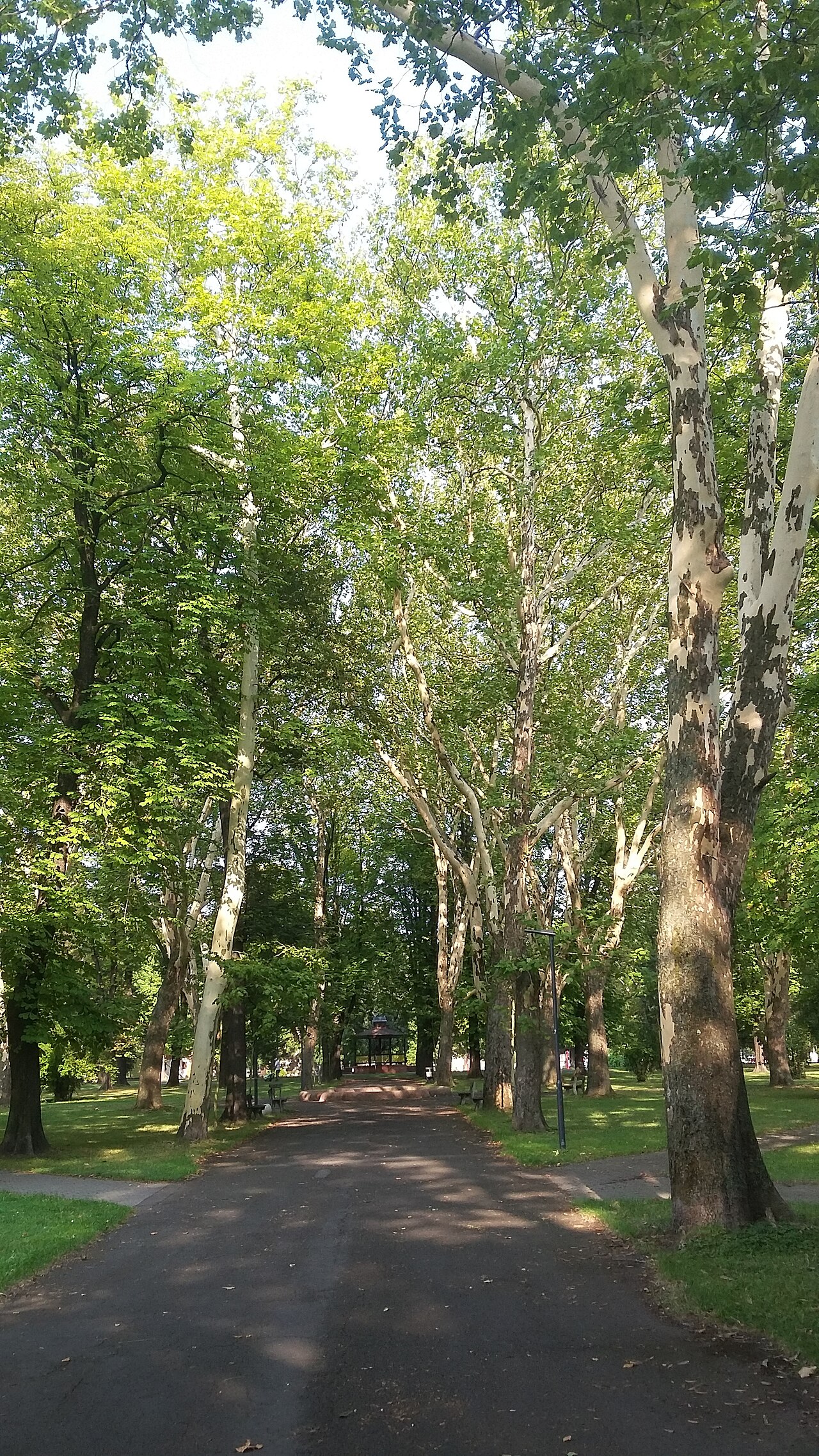 Today's view – sad Jožky Jabůrkové