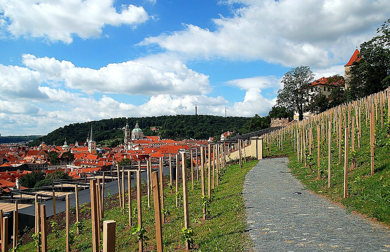 
<span>Svatováclavská vinice</span>
