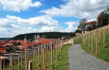 Svatováclavská vinice
