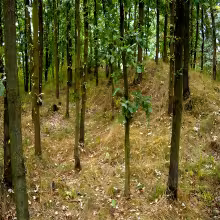 Poděhusy