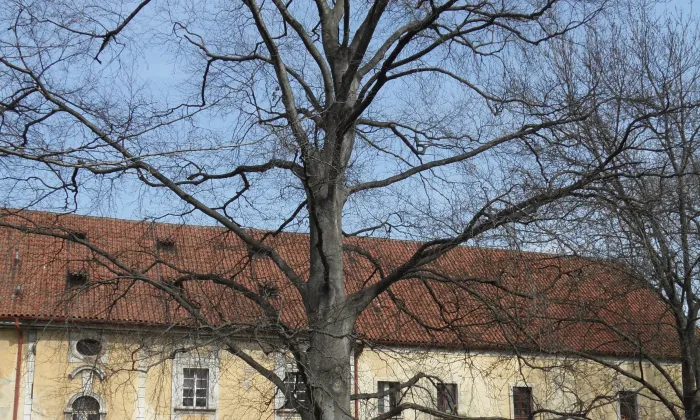 Budilova vila