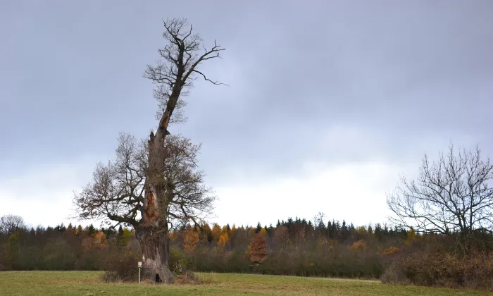 Budiš