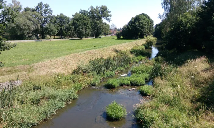 Buzice