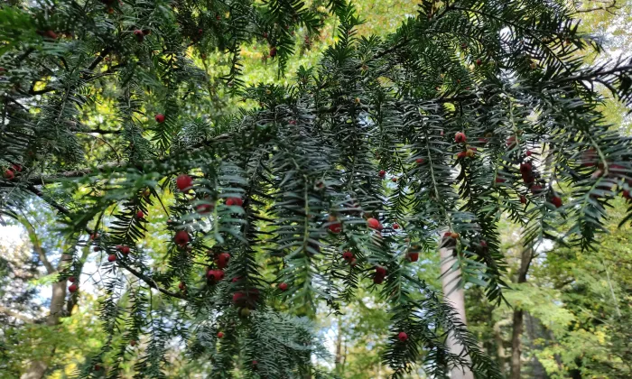 Arboretum Střední lesnické školy v Hranicích
