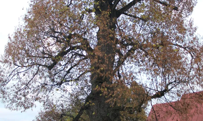 Zámek Lesná (Lesná)
