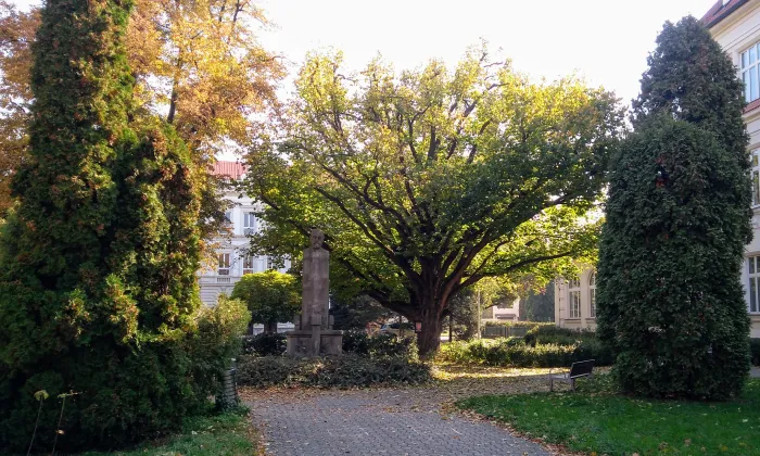 Plačkov
