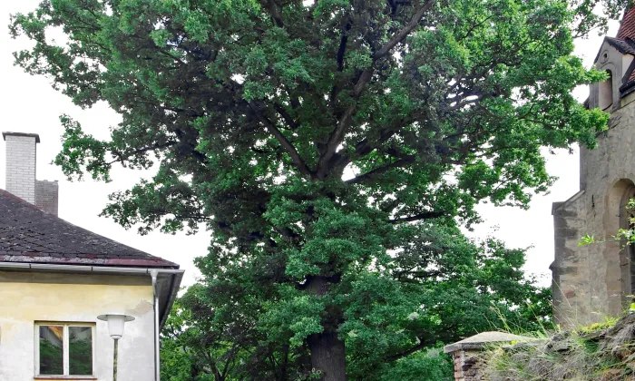 Kostel svatého Petra a Pavla (Žlutice)
