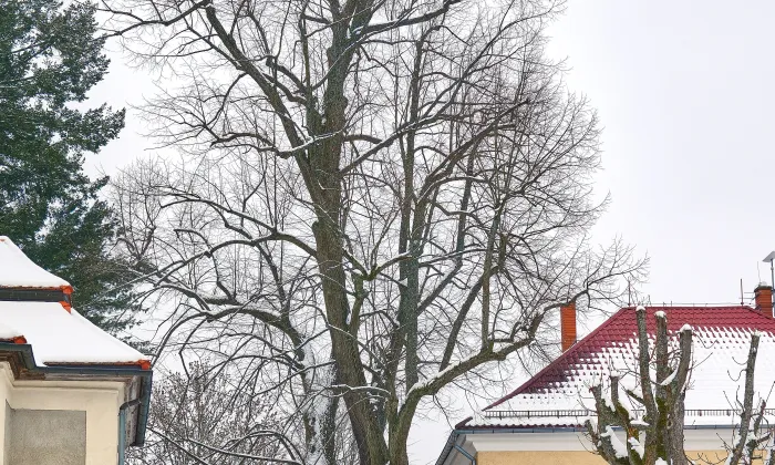 Kostel svatého Petra a Pavla (Kostelní Bříza)