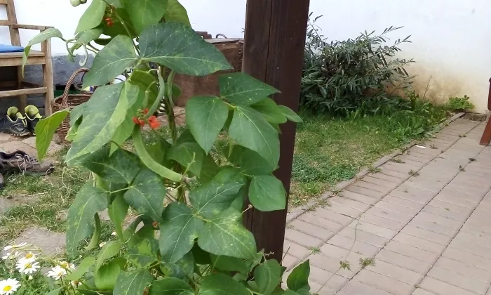 kostel Narození Panny Marie (Hlasivo)