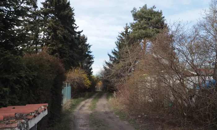 Bodláková