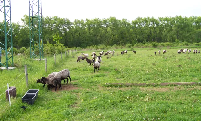 Milíčov