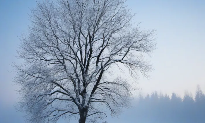 Arboretum (Václavské Předměstí) – winter