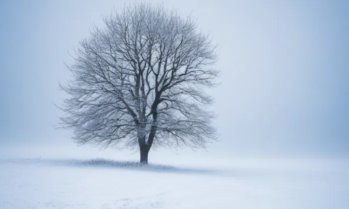 Archa – winter
