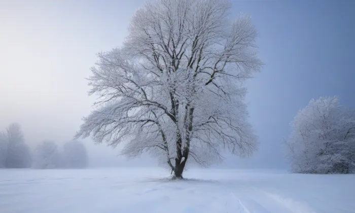 Bílá labuť – winter