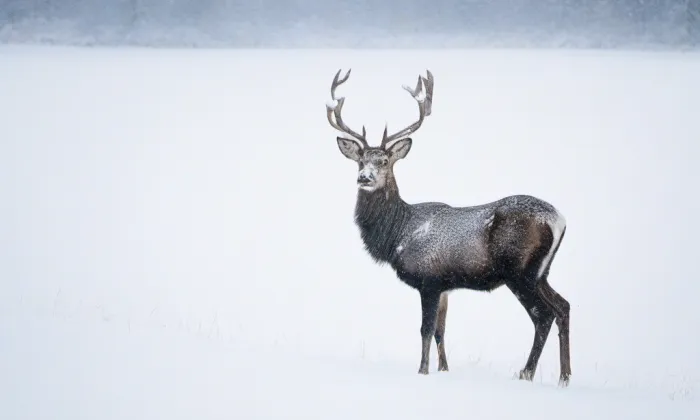 Barokní areál Skalka – winter