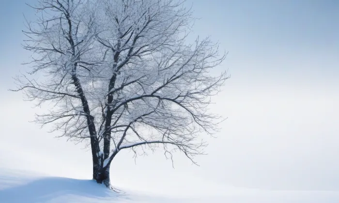 Bezručovy sady (Praha) – winter