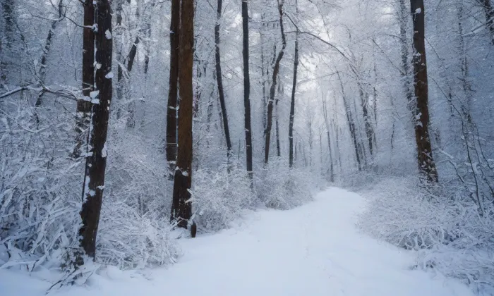 Brozany – winter