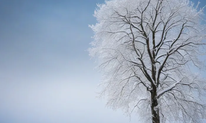 Bukovina – winter