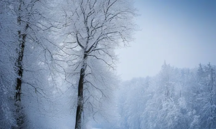 Busta Adama Mickiewicze – winter