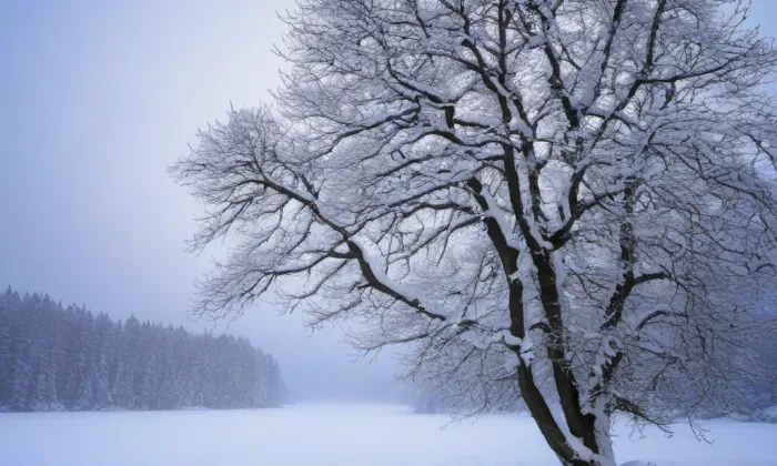 Chlum u Třeboně – winter
