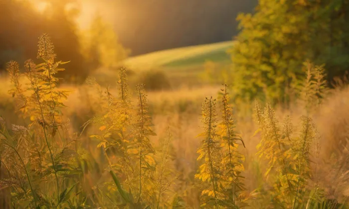 Choceň – summer