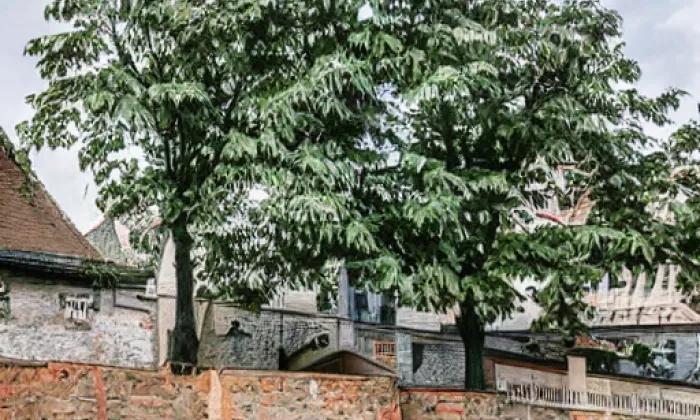 Chvojkovy lomy – spring