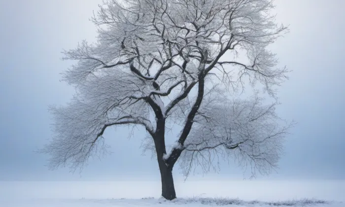Domek Prokopa Diviše – winter