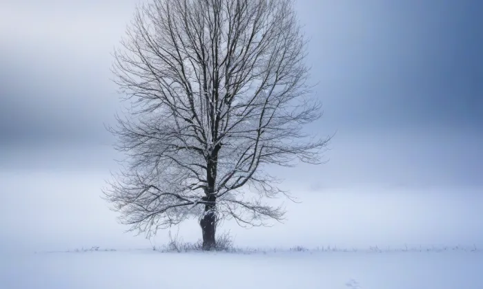 Dvorec čp. 1 – winter