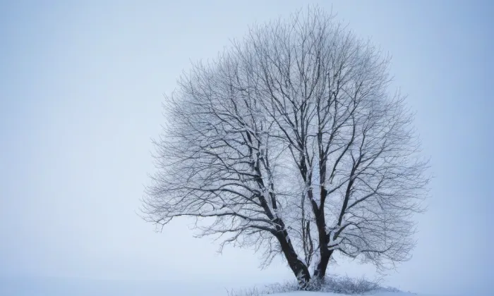 Hlavní třída (Poruba) – winter
