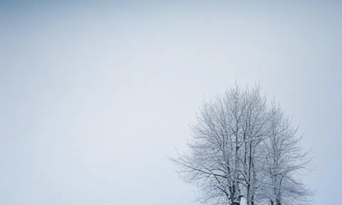 Janáčkovo stromořadí – winter