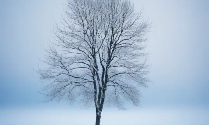 kamenný most přes Bobravu v Rosicích – winter