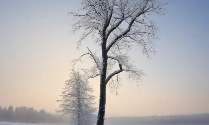 Kaple Panny Marie a svatého Karla Boromejského (Vlašský špitál) – winter