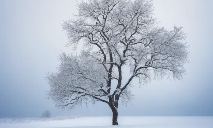 kapucínský klášter v Brně – winter