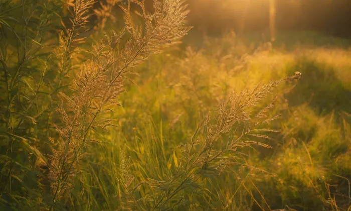 Kostel Narození Panny Marie (Sudoměř) – summer