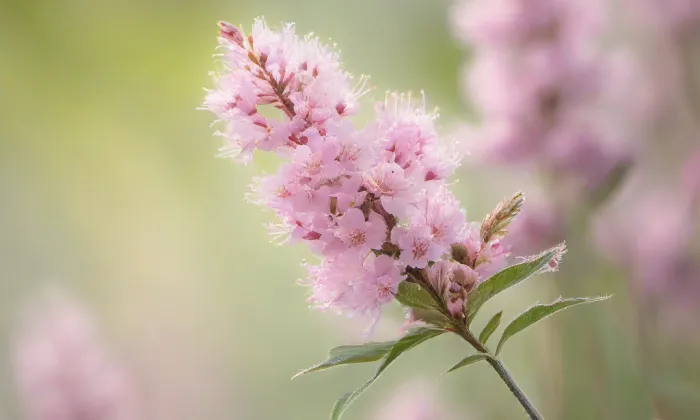Kostel Navštívení Panny Marie (Poštorná) – spring