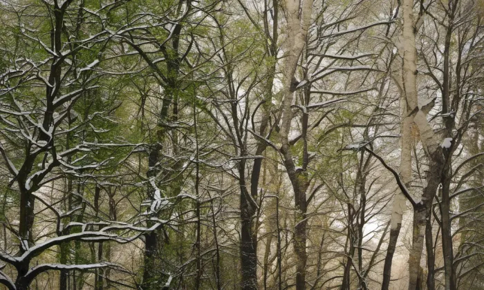 sad Jožky Jabůrkové – winter