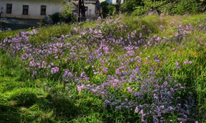 sklárna v Bedřichově – spring