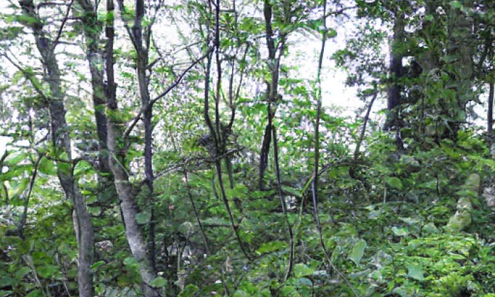 Řebřík – podzim