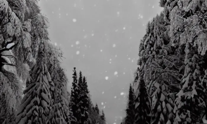 Borský park – winter