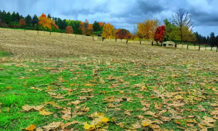Dolní Hradiště – autumn