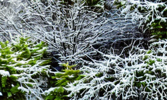 Hus – winter