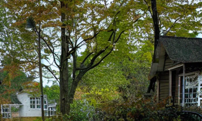 Jubilejní háj – autumn