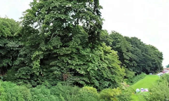Lidická hrušeň – jaro