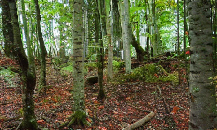 Osiky – akvarel