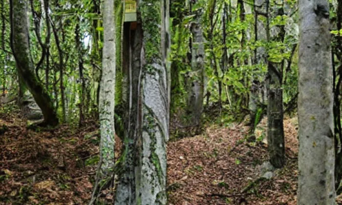 Osiky – noc
