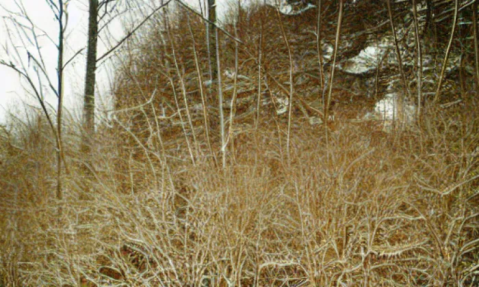 Plikenštejn – zima