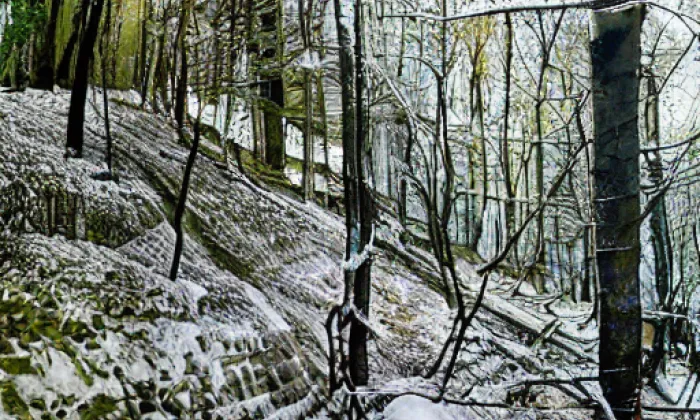 Wilsonův les – spring