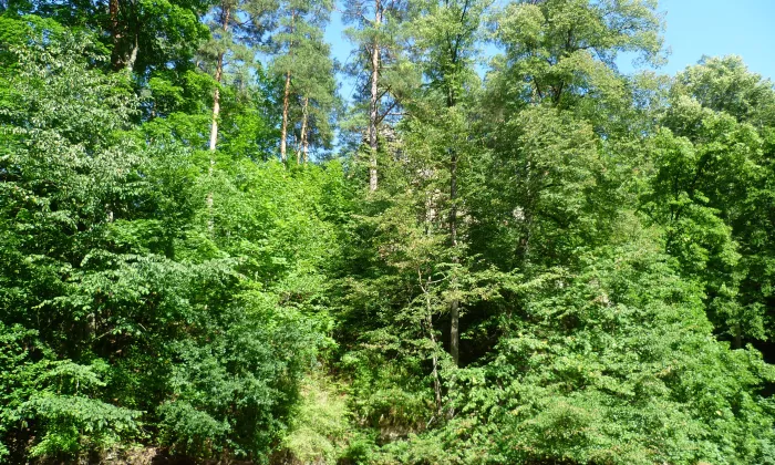 Holoubek