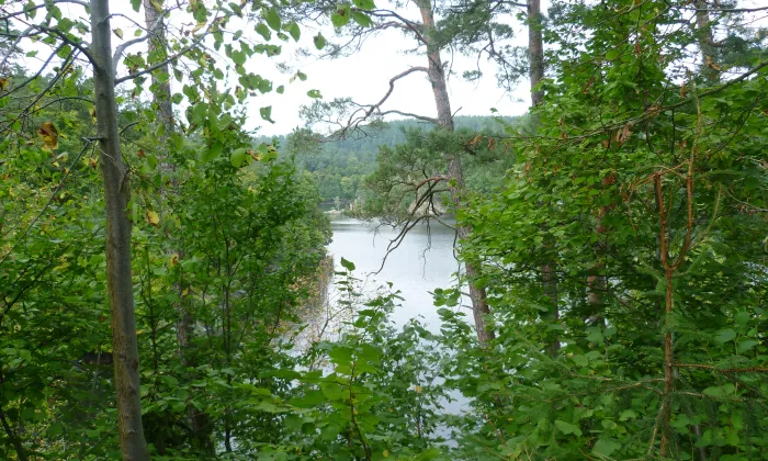 Holoubek