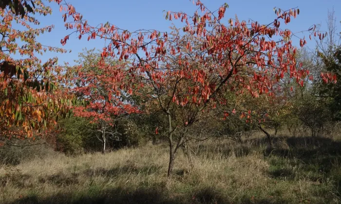 Hradiště Klučov – Na Ptáčku